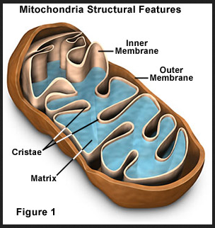 mitochon 5